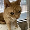 【6月20日譲渡会参加】茶トラ猫のちーちゃん  サムネイル2