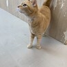 【6月20日譲渡会参加】茶トラ猫のちーちゃん  サムネイル3