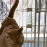 【6月20日譲渡会参加】茶トラ猫のちーちゃん  サムネイル6