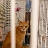 【6月20日譲渡会参加】茶トラ猫のちーちゃん  サムネイル4