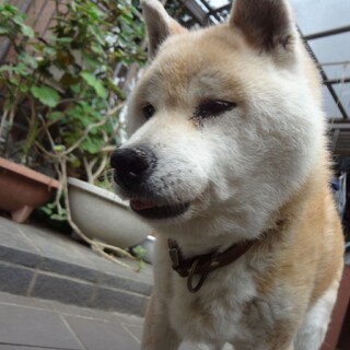 高齢柴犬（メス）の余生を共に過ごしてもらえませんか
