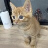 めっちゃ可愛い茶トラ男子 サムネイル2