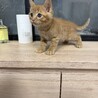 めっちゃ可愛い茶トラ男子 サムネイル3