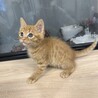めっちゃ可愛い茶トラ男子 サムネイル4