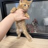 めっちゃ可愛い茶トラ男子 サムネイル5