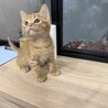 めっちゃ可愛い茶トラ男子 サムネイル6