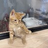 めっちゃ可愛い茶トラ男子 サムネイル7