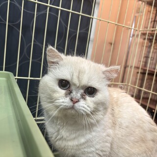 エキゾチックショートヘアーの保護猫里親募集情報 :: ペットのおうち