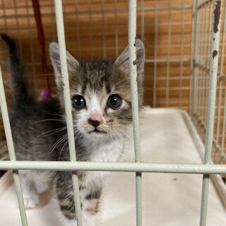 終生飼える方求む