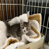 終生飼える方求む サムネイル2