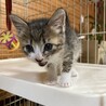 終生飼える方求む サムネイル3