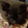 黒猫や黒サビの子猫です サムネイル2