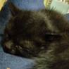 黒猫や黒サビの子猫です サムネイル3