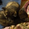 黒猫や黒サビの子猫です サムネイル4