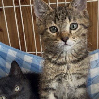 子猫の里親募集中　岡山県