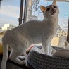 頭をなでてもらうのが好き♡チビ サムネイル3
