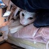 頭をなでてもらうのが好き♡チビ サムネイル4