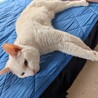 頭をなでてもらうのが好き♡チビ サムネイル5