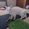 頭をなでてもらうのが好き♡チビ サムネイル6