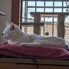 頭をなでてもらうのが好き♡チビ サムネイル7