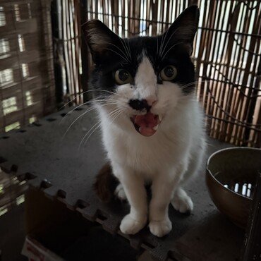 オヅノくん、歯…あたちと同じ∑(ﾟДﾟ)