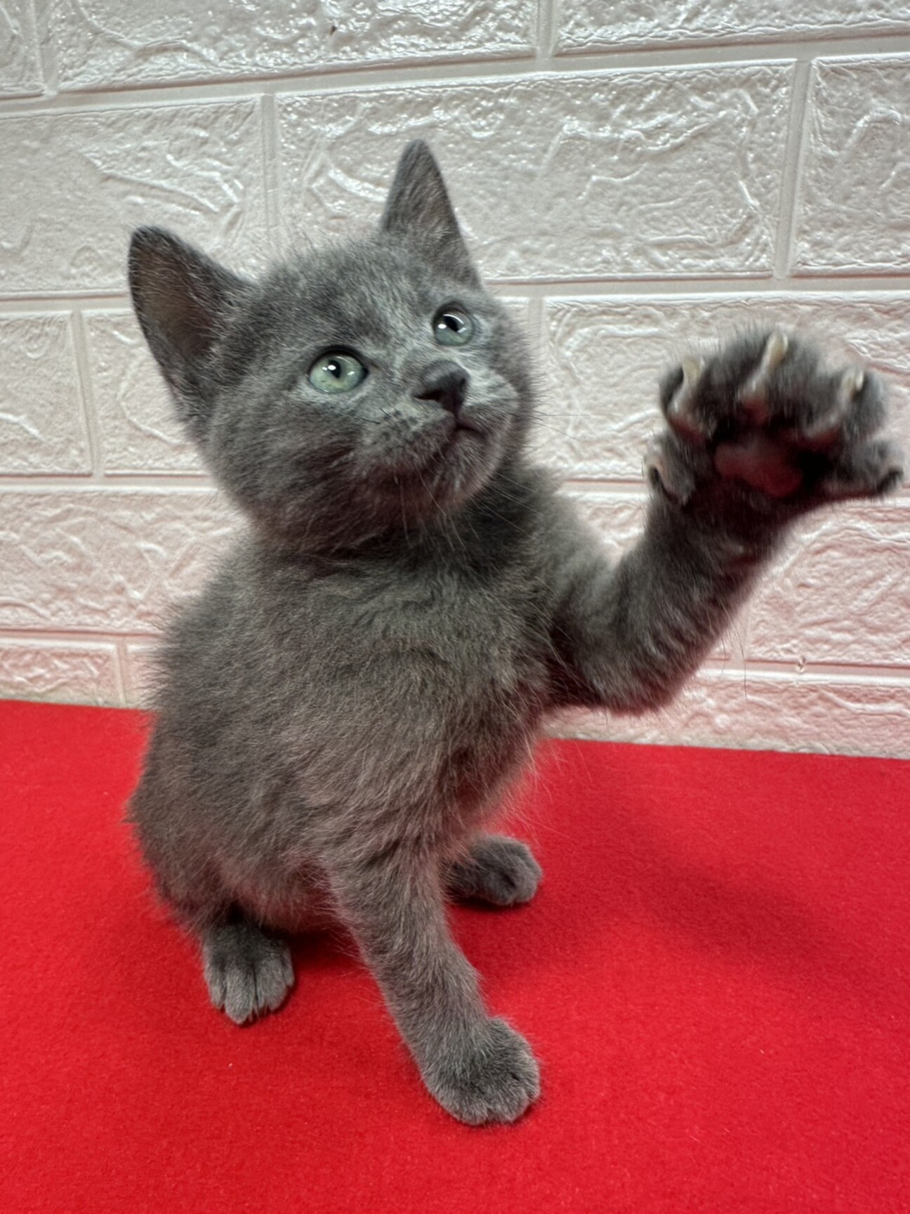 sold！まったり猫ちゃん　（濃いグレー） ありがとうございました sold！まったり猫ちゃん （濃いグレー） ありがとうございました