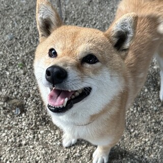 人懐っこいです5歳の豆柴の女の子！