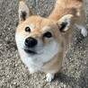 人懐っこいです5歳の豆柴の女の子！ サムネイル2