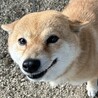 人懐っこいです5歳の豆柴の女の子！ サムネイル3