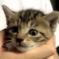 子猫を置いて母猫がいなくなりました