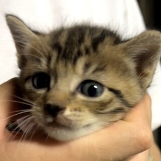 子猫を置いて母猫がいなくなりました
