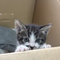 子猫1ヶ月