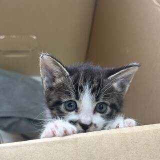 子猫1ヶ月