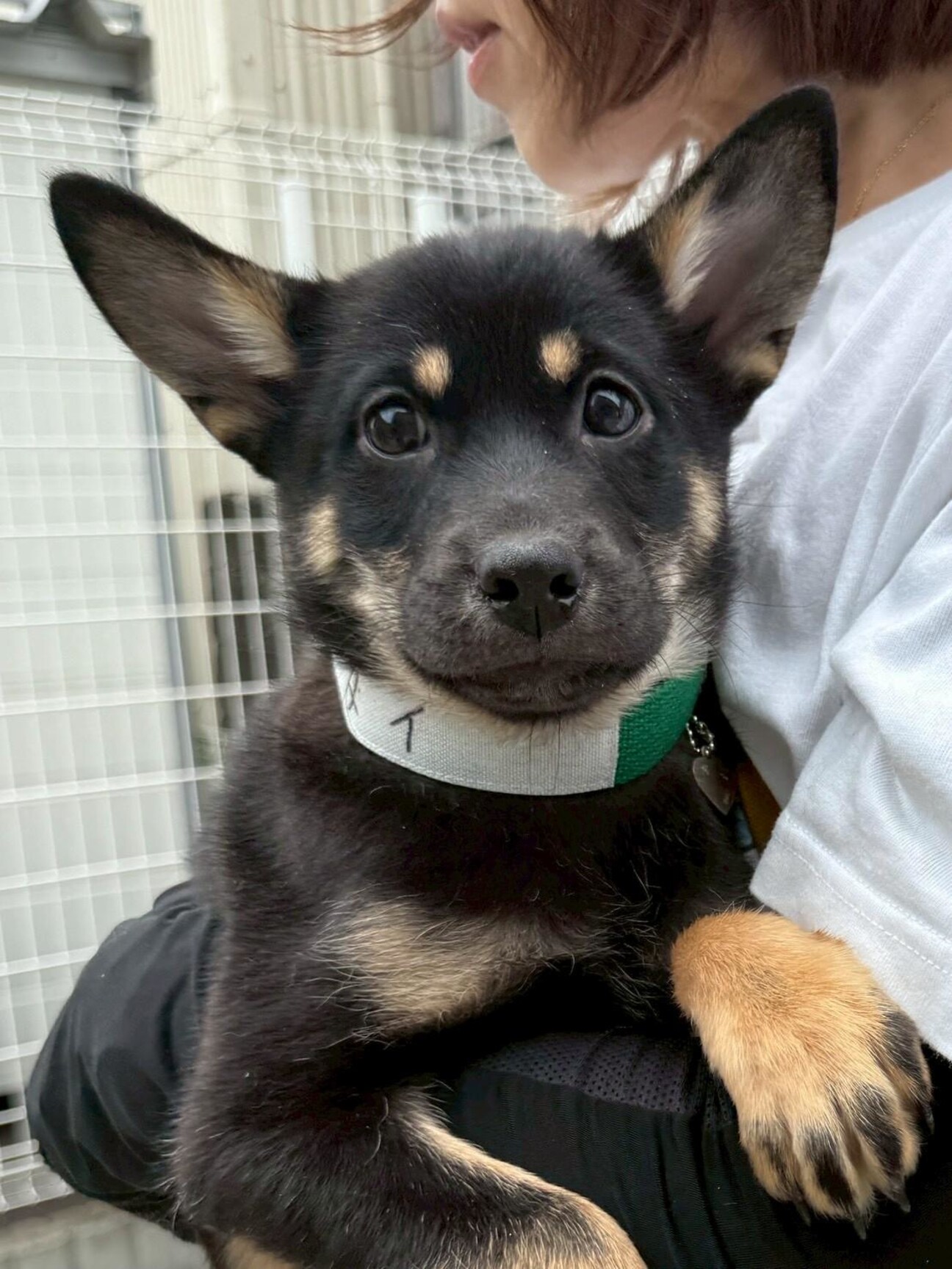 愛媛県出身野犬3兄妹仔犬」大阪府 - 犬の里親募集(541732