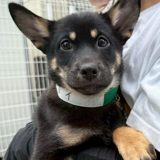 愛媛県出身野犬3兄妹仔犬【メイ】