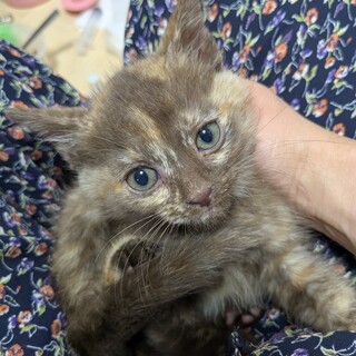 パステルサビ猫ちゃん血液検査陰性