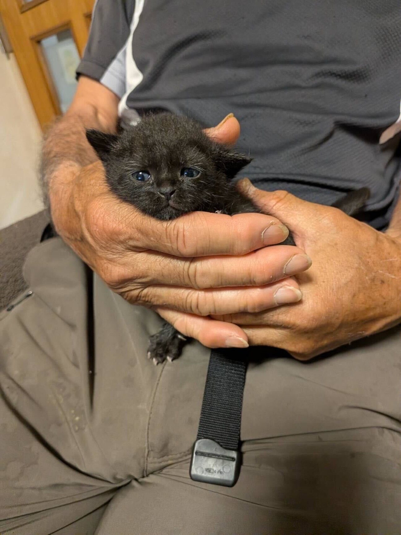 ぽぽろ：7月上旬募集開始」大阪府 - 猫の里親募集(541755) 1枚目の
