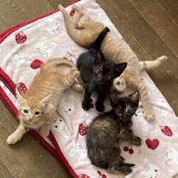 イエローハット太田店　保護猫譲渡会 サムネイル3