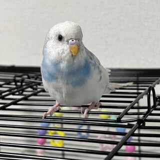 手乗りセキセイインコ 生後5ヶ月