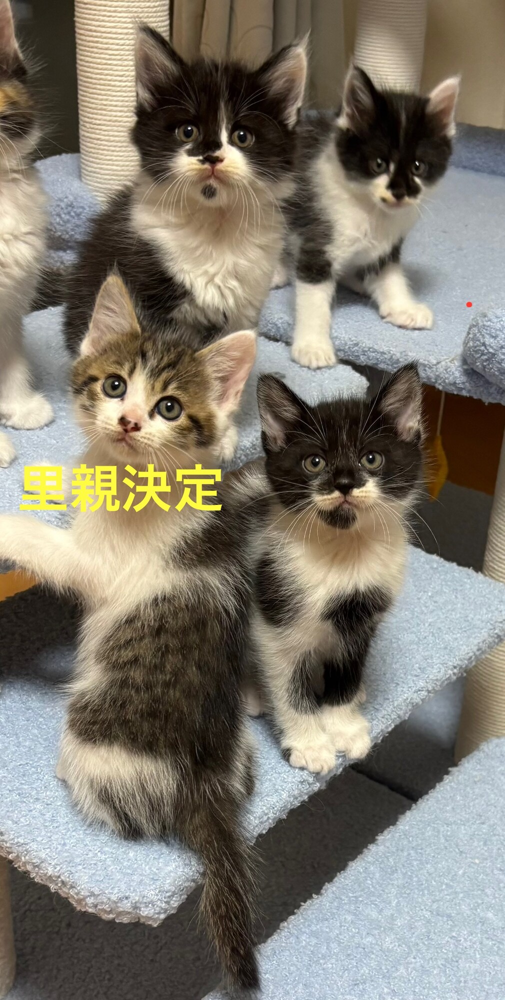 敷地内で野良猫が出産して」愛知県 - 猫の里親募集(541658