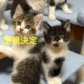 敷地内で野良猫が出産してました。子猫4匹里親募集