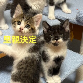敷地内で野良猫が出産してました。子猫4匹里親募集