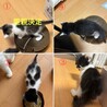 敷地内で野良猫が出産してました。子猫4匹里親募集 サムネイル2
