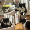 敷地内で野良猫が出産してました。子猫4匹里親募集 サムネイル3