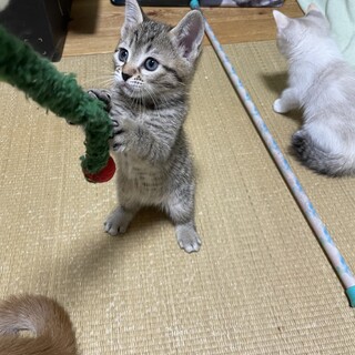 ３兄妹♡好奇心旺盛♡さくじろう君