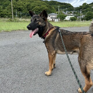 1歳くらい（仮名）ショウ