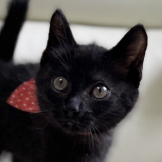 癒し系黒猫3兄妹♡ルナ♀2ヶ月」東京都 - 猫の里親募集(541765