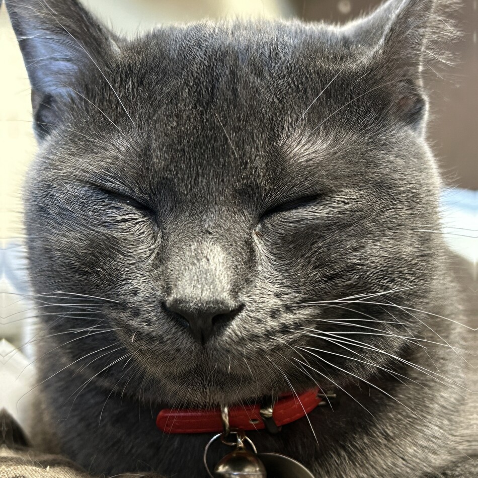 ルカのカバー写真