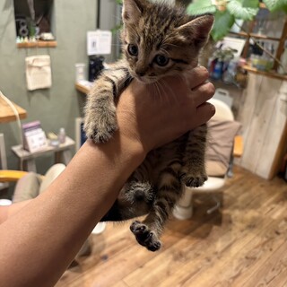 （お話中）キジトラ　男の子