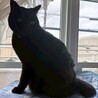 人が大好きでスリスリ甘えん坊♡ミミちゃん サムネイル2